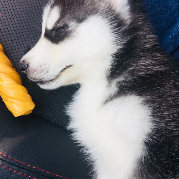 Meet your Posher, Traci - Picture 1 of 1